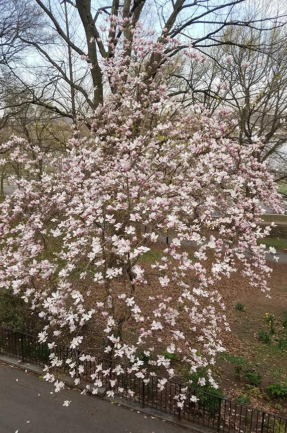 Magnolia in bloom, Riverside Park