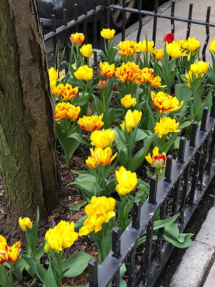 Tree pit planting with tulips