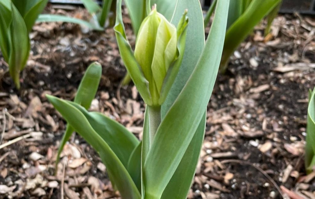 Tulip bud about to open