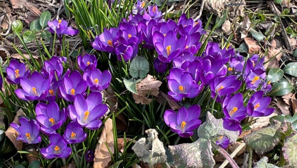Clusters of purple crocuses 