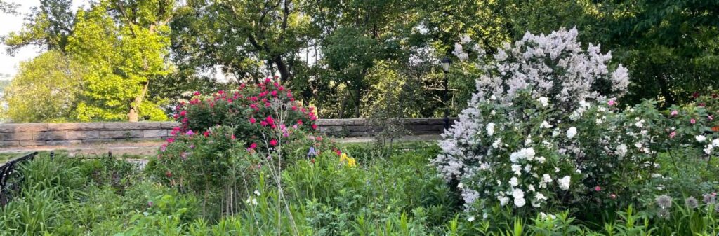 View red, lavender and white flowers blooming along the upper promenade in Riverside Park, stone wall and trees in the background.