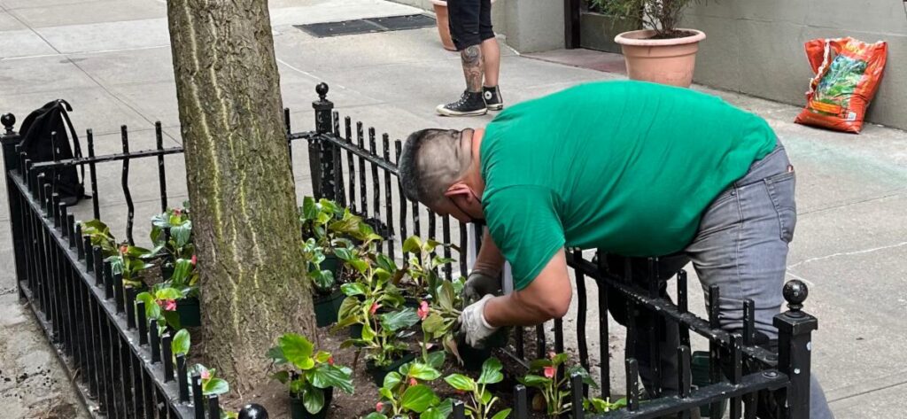 A middle-aged man in a green T-shirt and jeans bends over a tree pit to plant pink begonias.