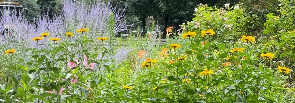View of Riverside Park flowers, purple spray of sage and a row of yellow black eyed Susan’s in a field of green leaves.