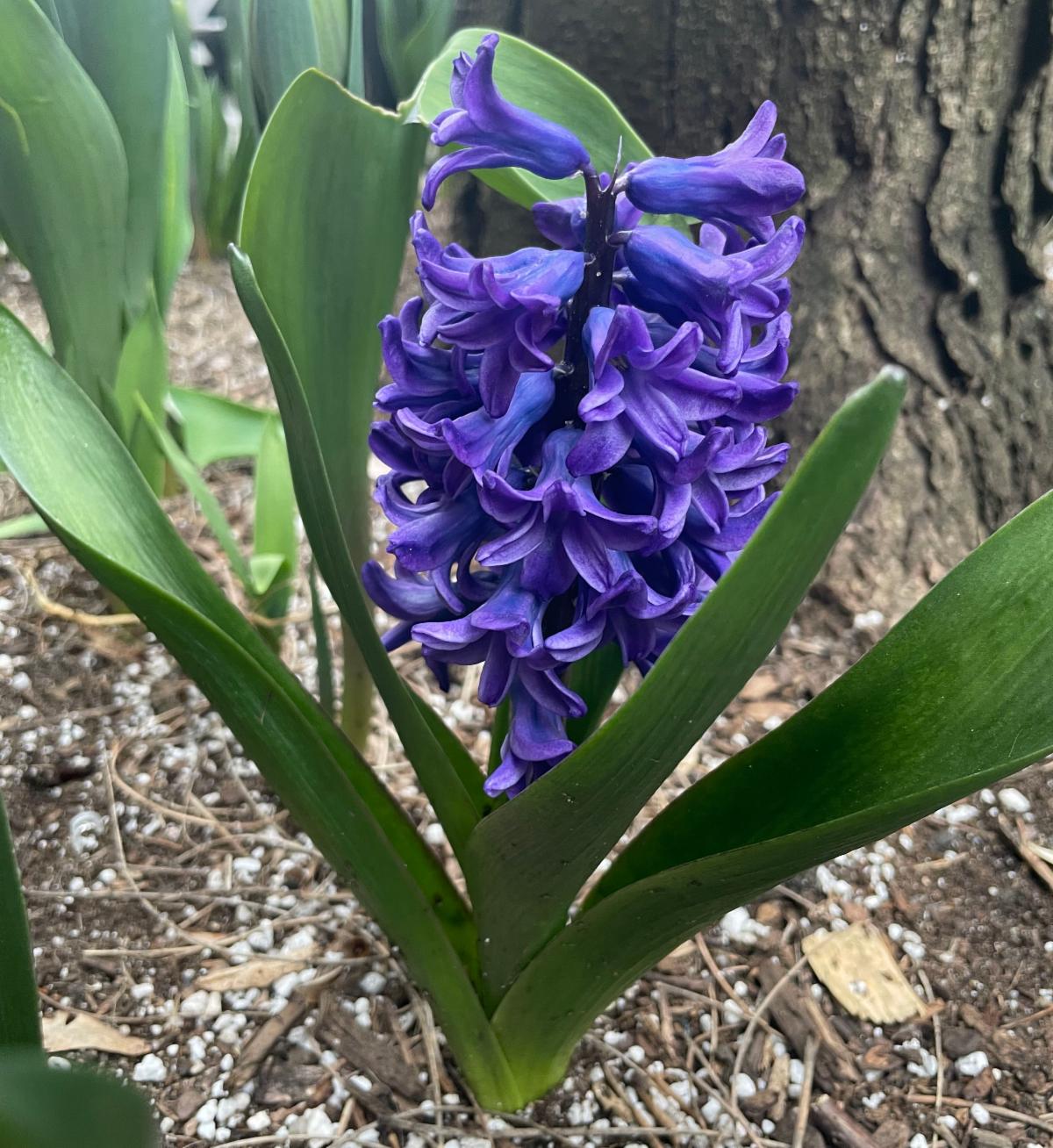 Purple hyacinth