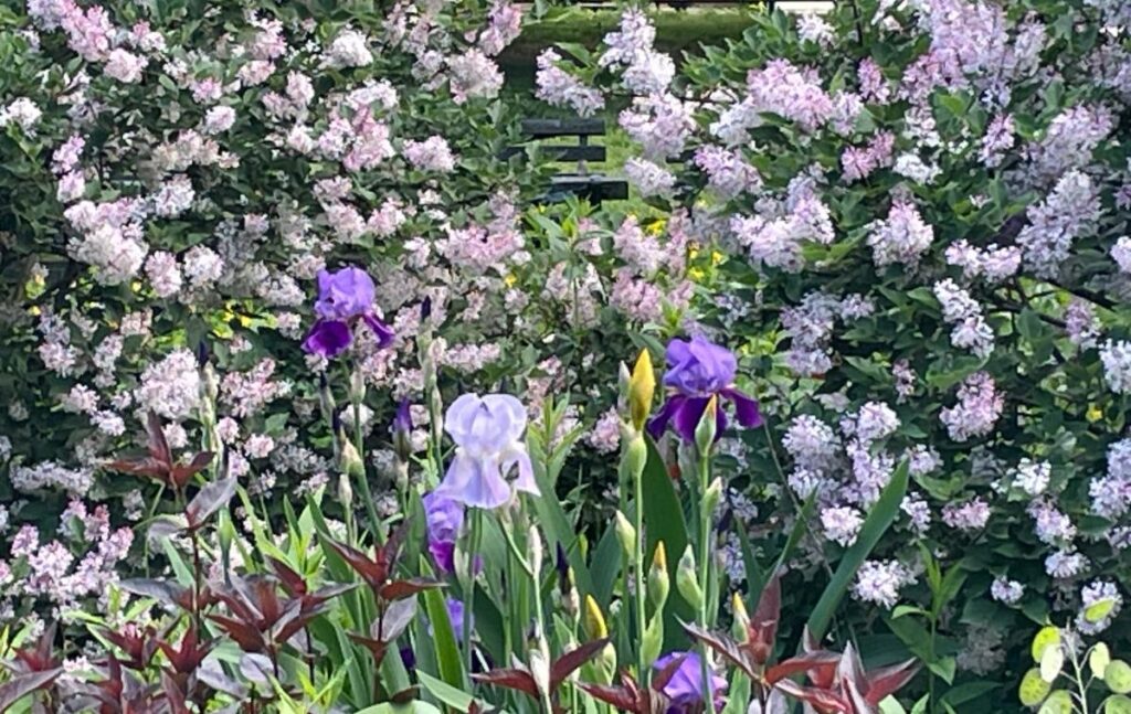 A bed of pink hydrangeas and purple irises in Riverside Park