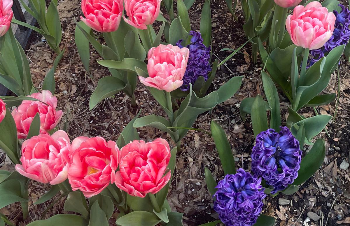 Pink tulips and purple hyacinths shown from above