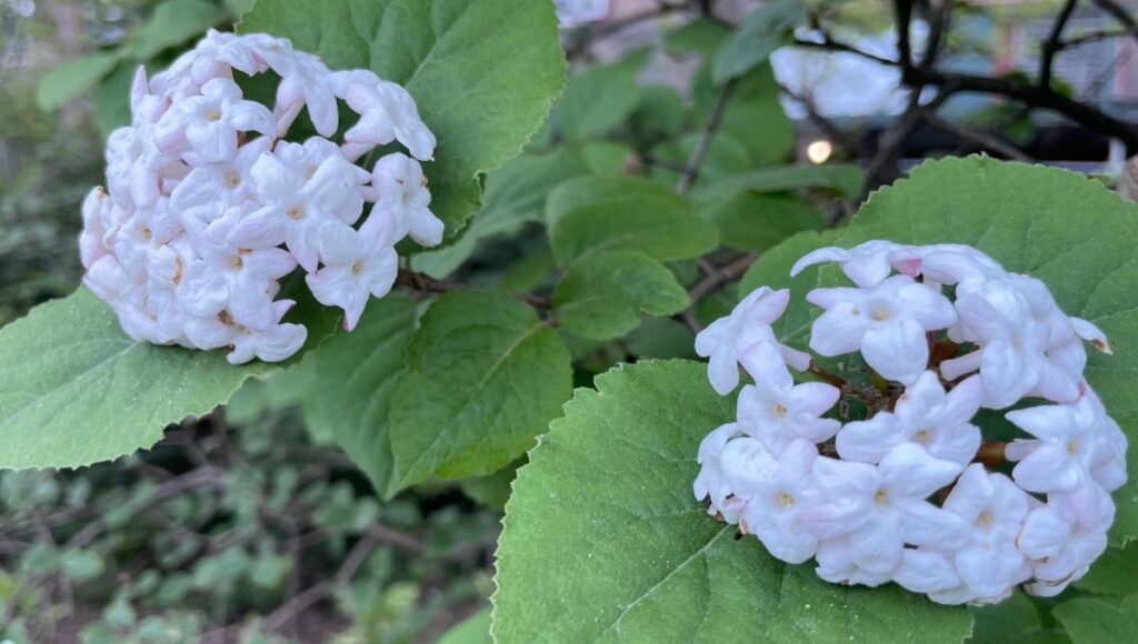 Pink Hydrangeas and green leaves