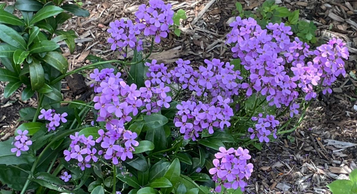 Clusters of purple, four petal, dame’s rocket flowers surrounded by glossy green leaves