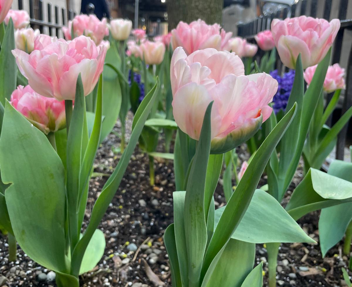 Pink tulips in full bloom