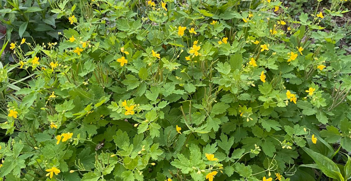 A ground cover of green leaves and yellow celandine flowers
