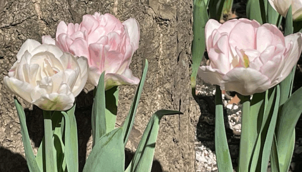 Close up photo of three light pink, double-bloom  tulips next to a tree.
