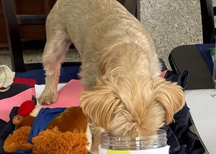Small yellow dog on the raffle table with its nose in a treat jar