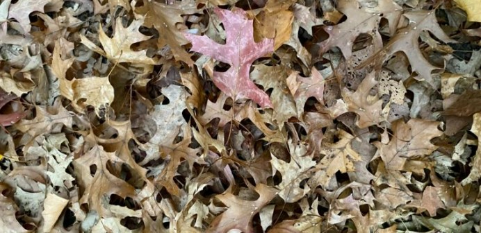 Fall leaves, brown and yellowed pin oak leaves with a red one at top center.
