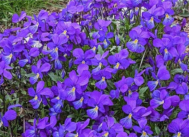 March 29: Pansy Planting