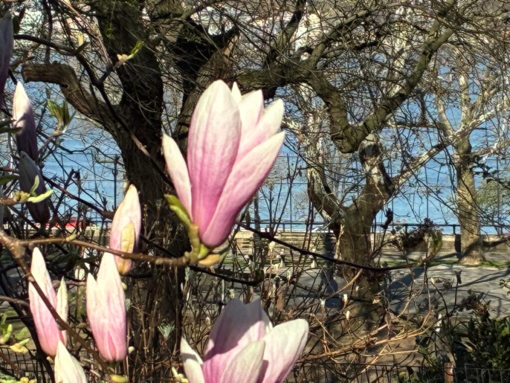 Pink magnolia flower with trees in the background.