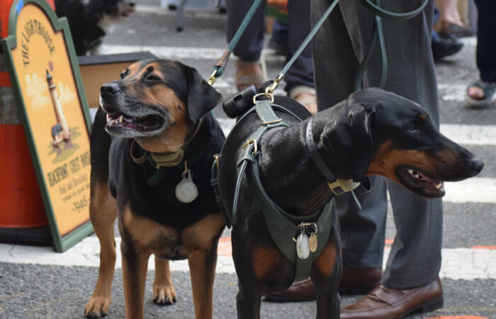 A rottweiler and a doberman on leashes