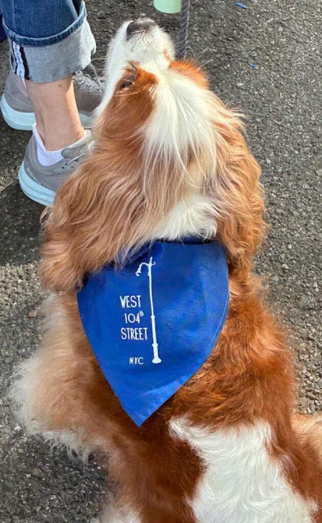 Red and white cocker spaniel seen from above and behind wearing a blue West 104th Street NYC bandana, looking up at a person visible from the ankle up and wearing rolled jeans and gray sneakers.