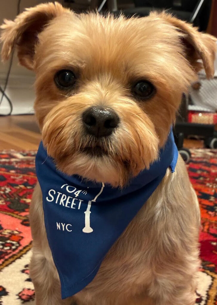 Gold haired yorkie with black eyes and nose wearing a West 104th Street NYC bandana sitting on a red patterned rug.